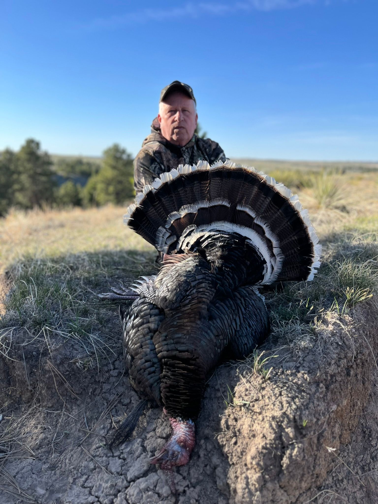 Man in camo holding a dead turkey with fanned tail feathers, outdoors in sunny field. Country With Ambition Turkey Call