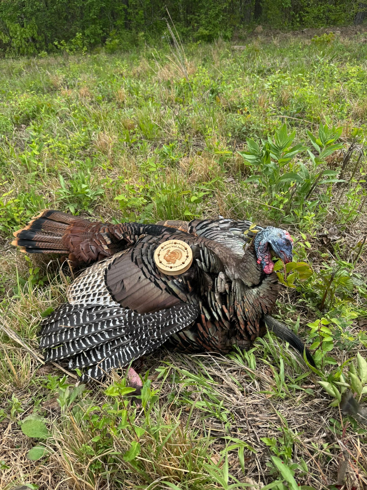 Turkey call in action