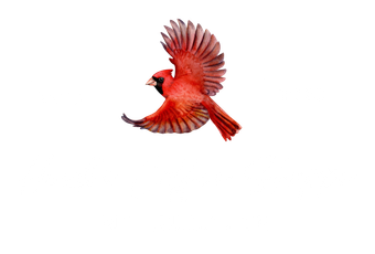 Heidi's Coffee Shoppe logo