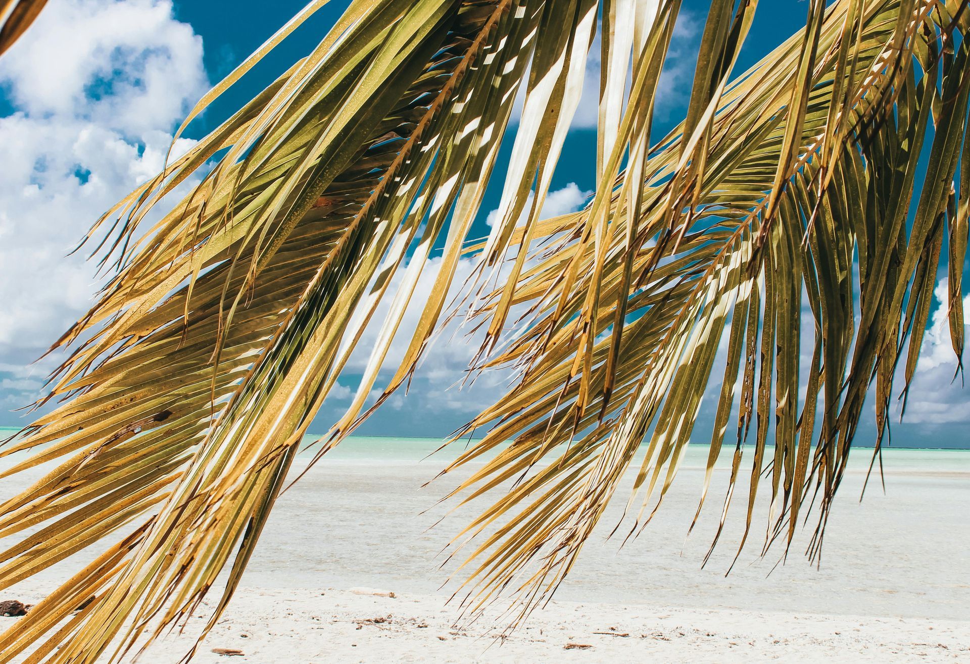 Palm fronds frame a tropical beach with turquoise water and a blue sky.