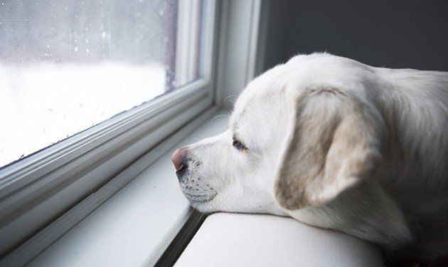 Dog Looking Out Windows — Penrith, NSW — Abundant Life & Health