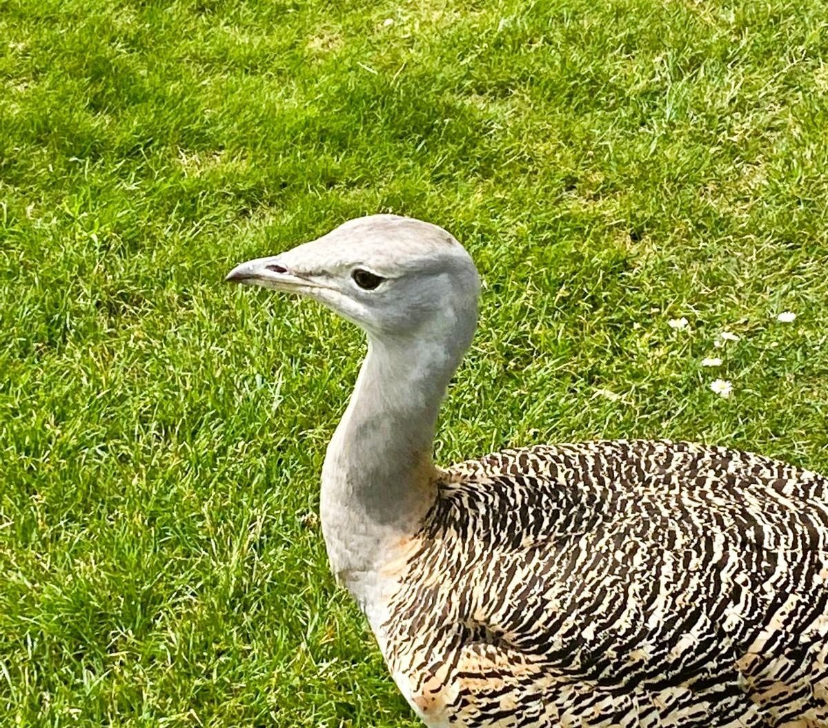 Gertrude at Stonehenge