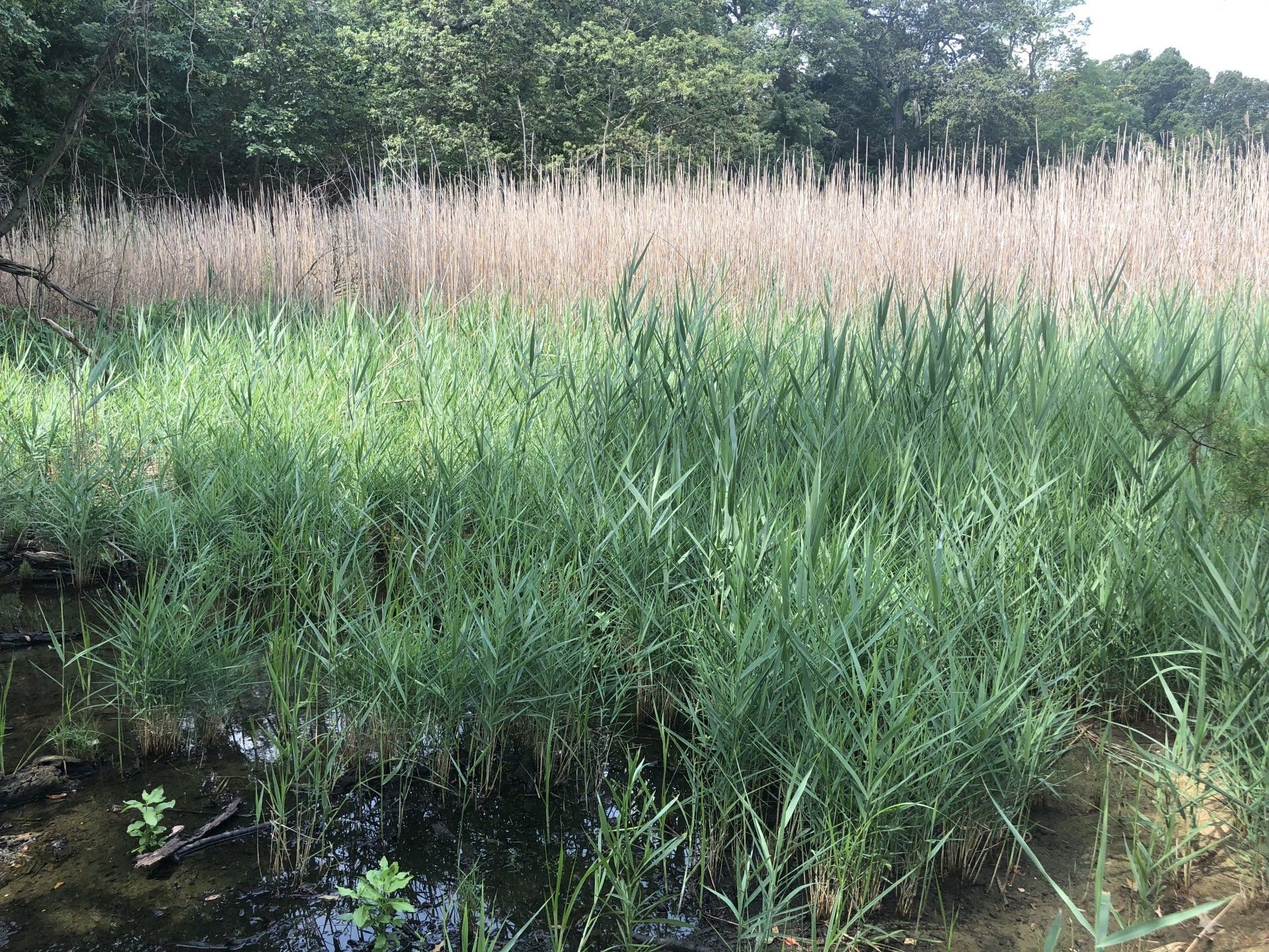 Aquatic Herbicide Application — Two Man And A Boat In The River in Glen Burnie, MD