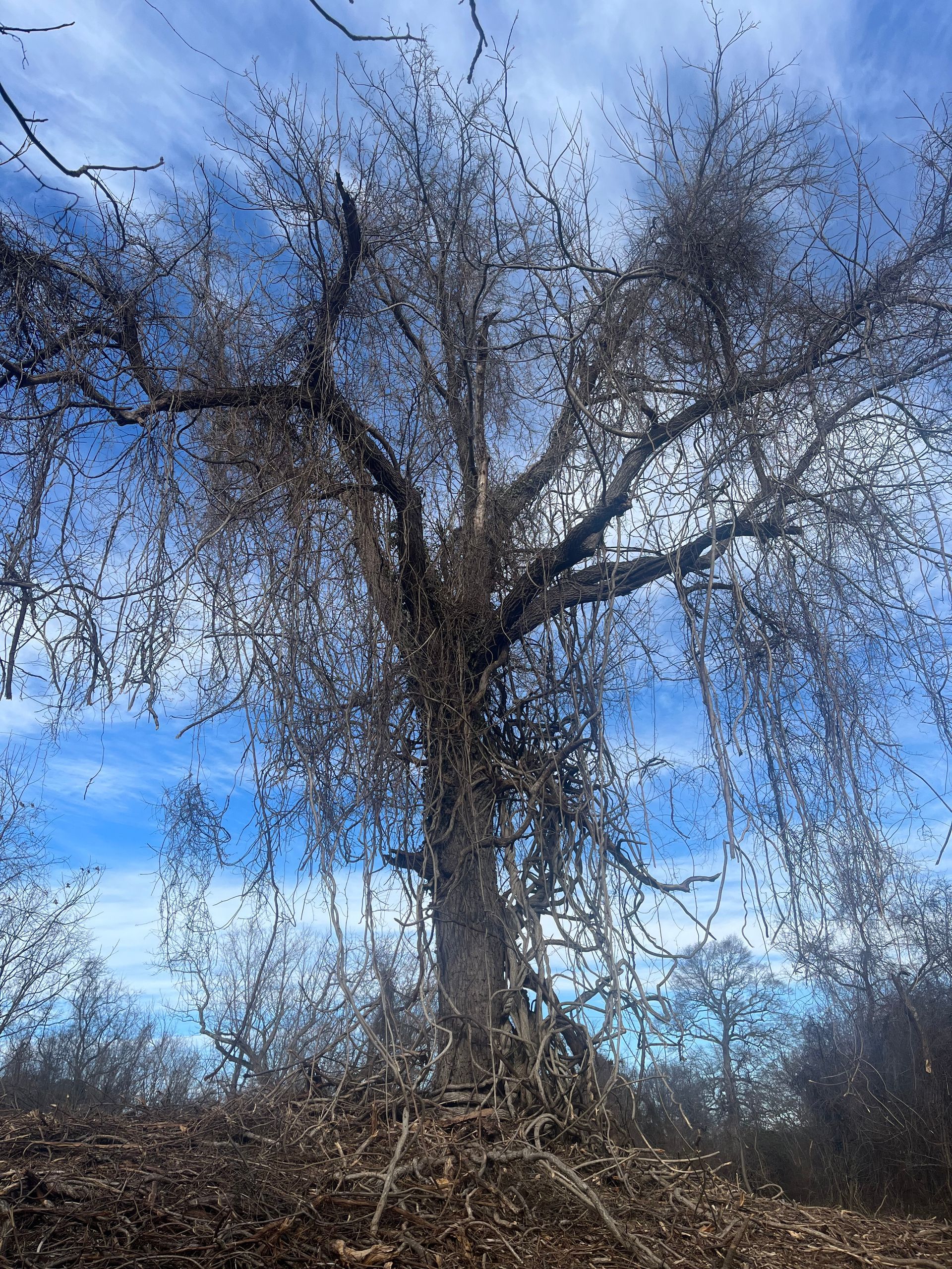 Tree Service Expert — Crawler Loader In The Woods in Glen Burnie, MD