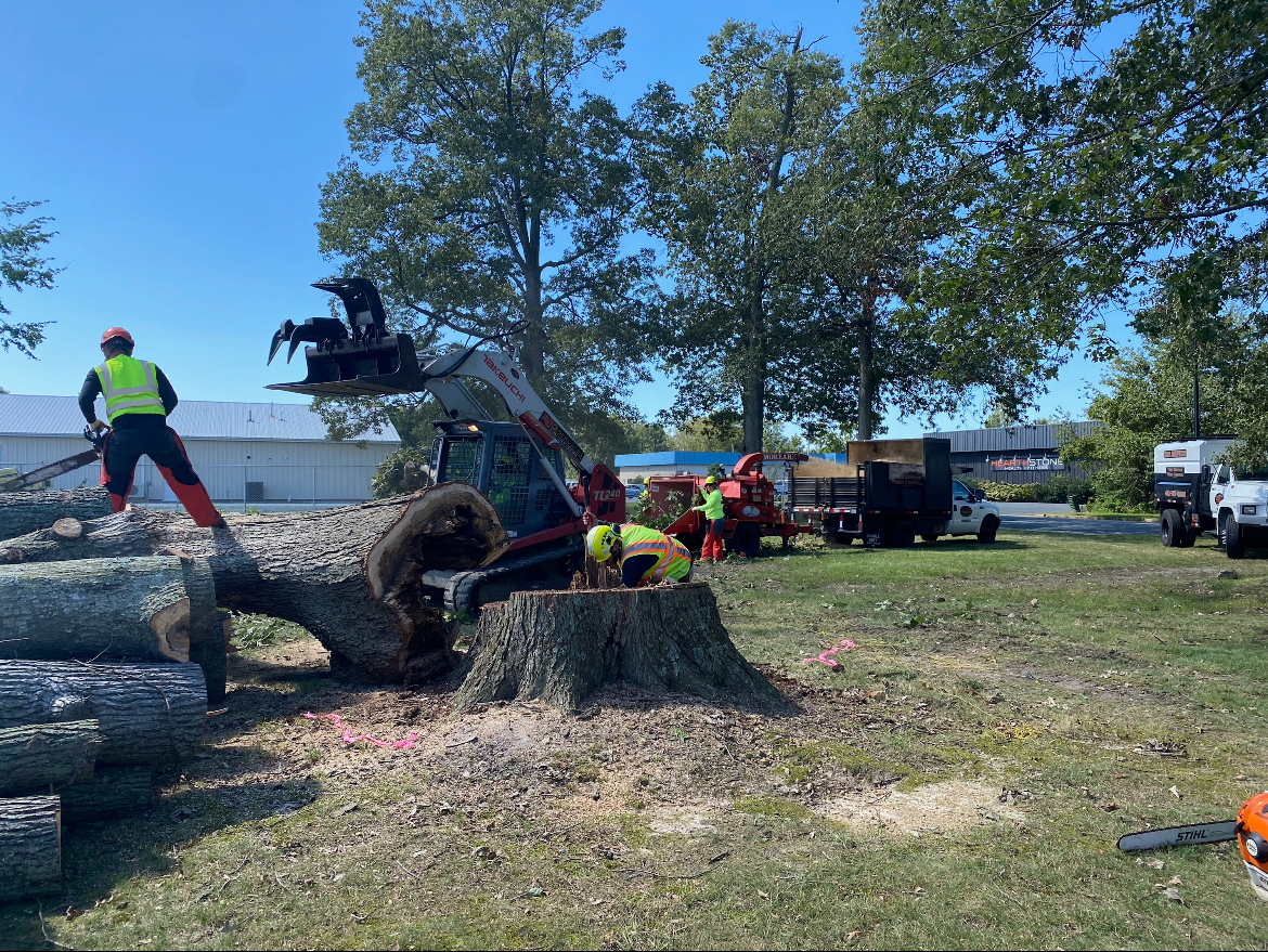 Lot Clearing Expert — Workers Removing A Large Tree in Glen Burnie, MD