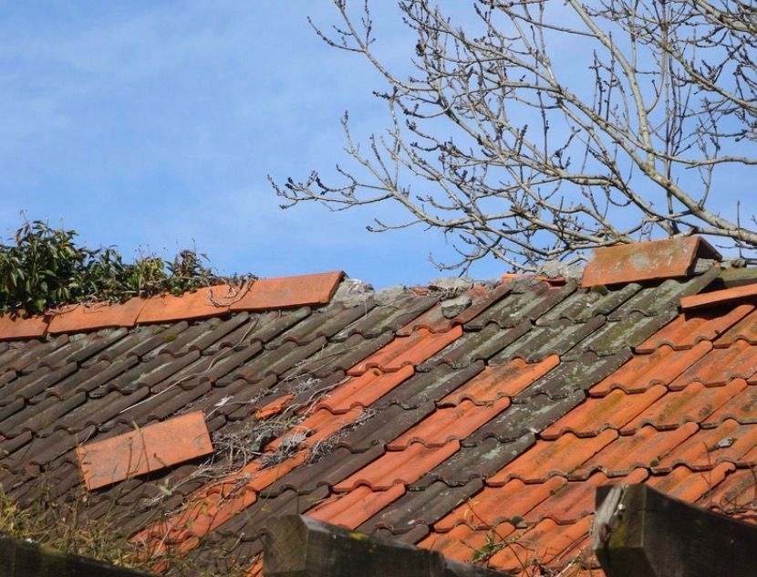 Rooftop with orange tiles and bare tree branches against a blue sky
