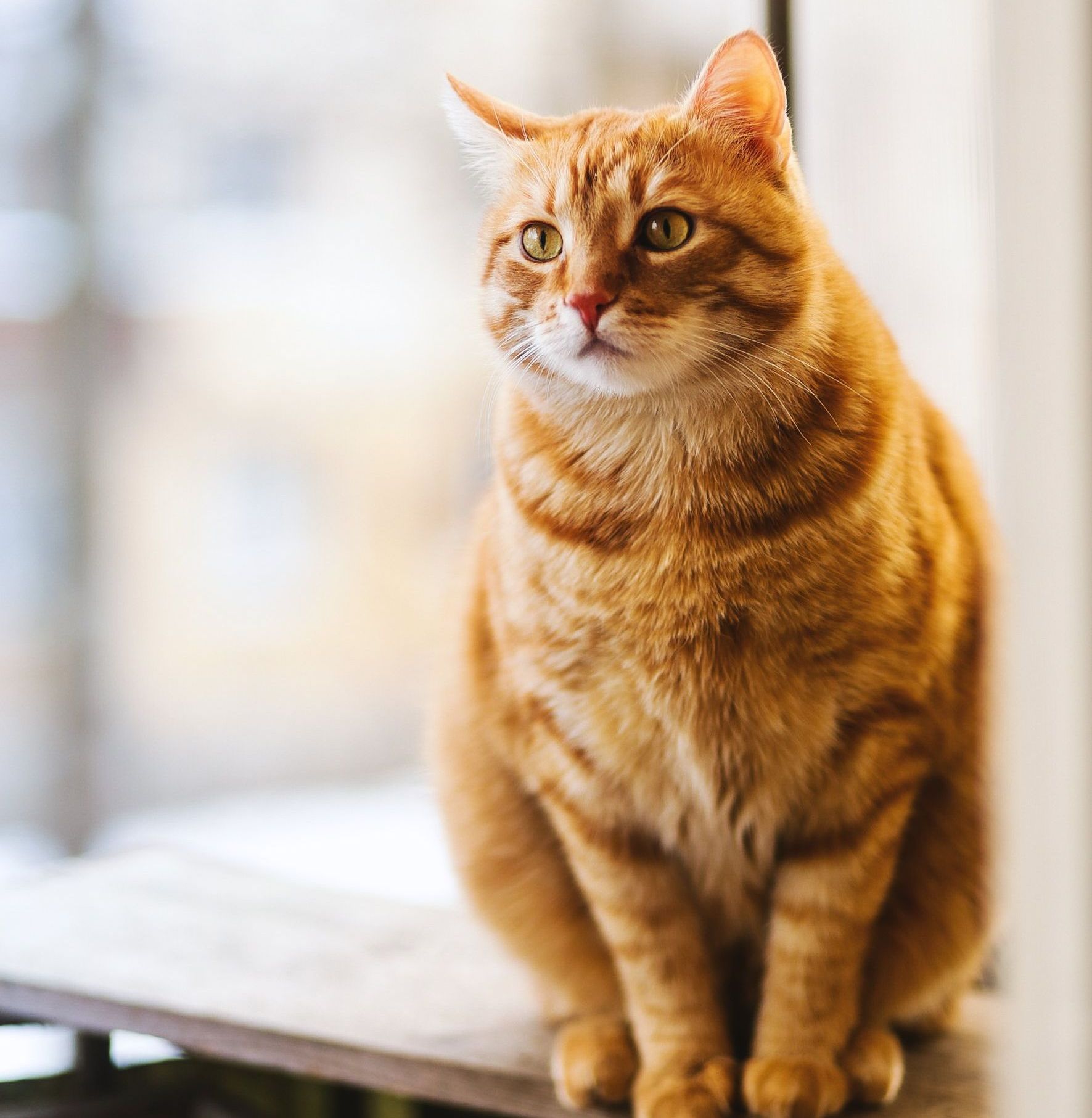 An orange cat is sitting on a window sill looking out the window.