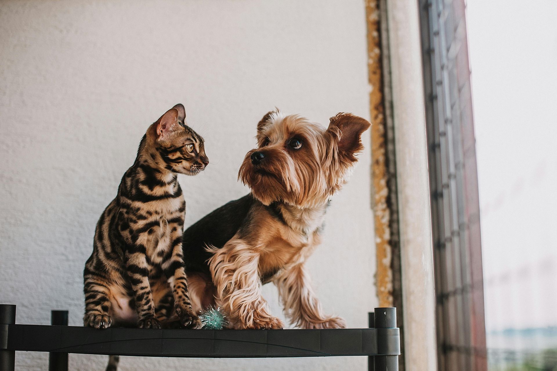 A cat and a dog are sitting next to each other on a shelf.