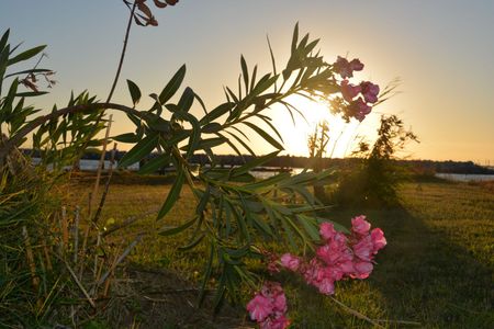 Pink flowers in front of a setting sun. Grass and trees are in the background.