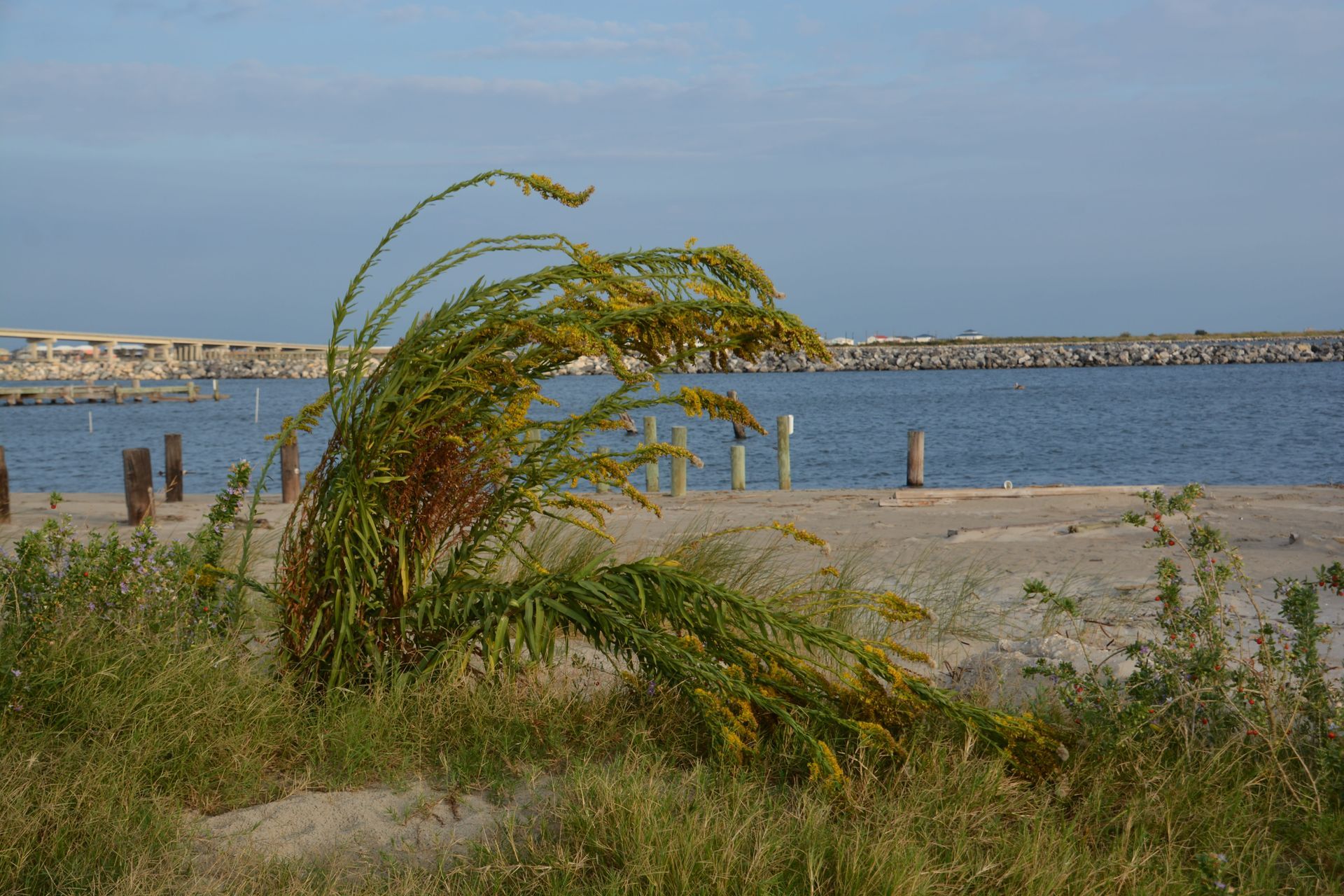 Beach scene with green plant bent by wind, blue water, and bridge in the distance.