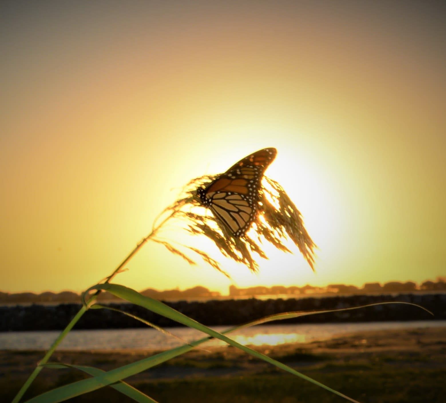 Monarch butterfly perched on a plant silhouetted against a golden sunset.