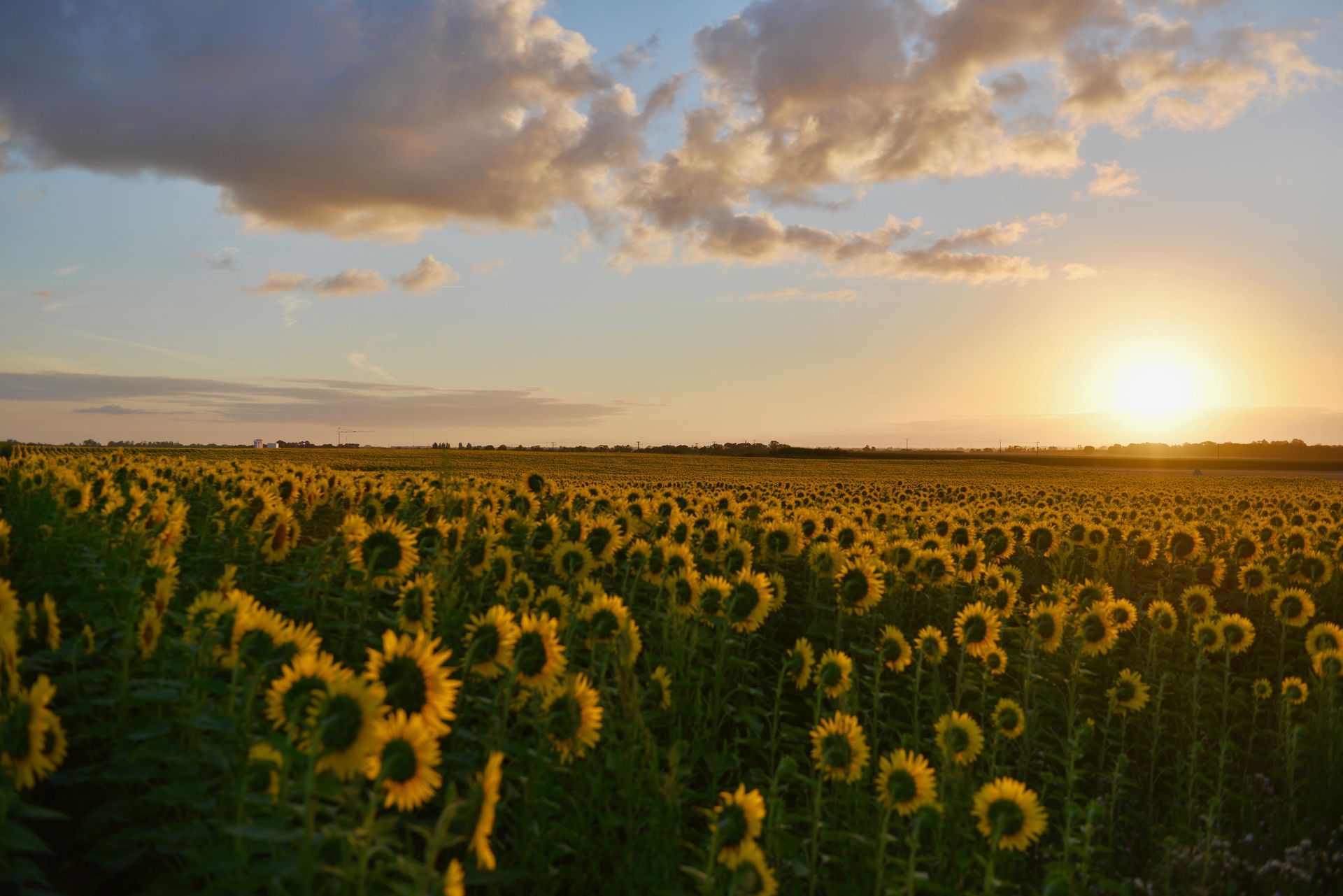 Field of sunflowers facing setting sun, golden light, partly cloudy sky.