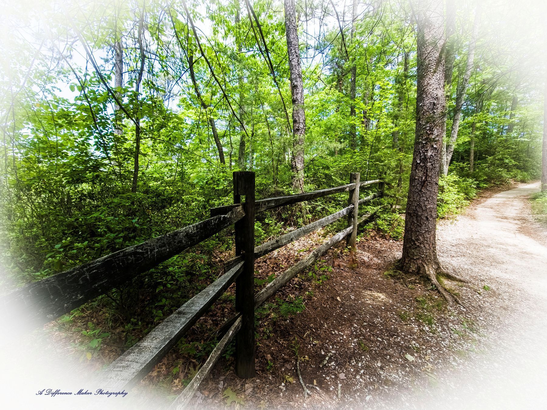 Wooden fence in a forest next to a path with trees and green foliage, daytime.