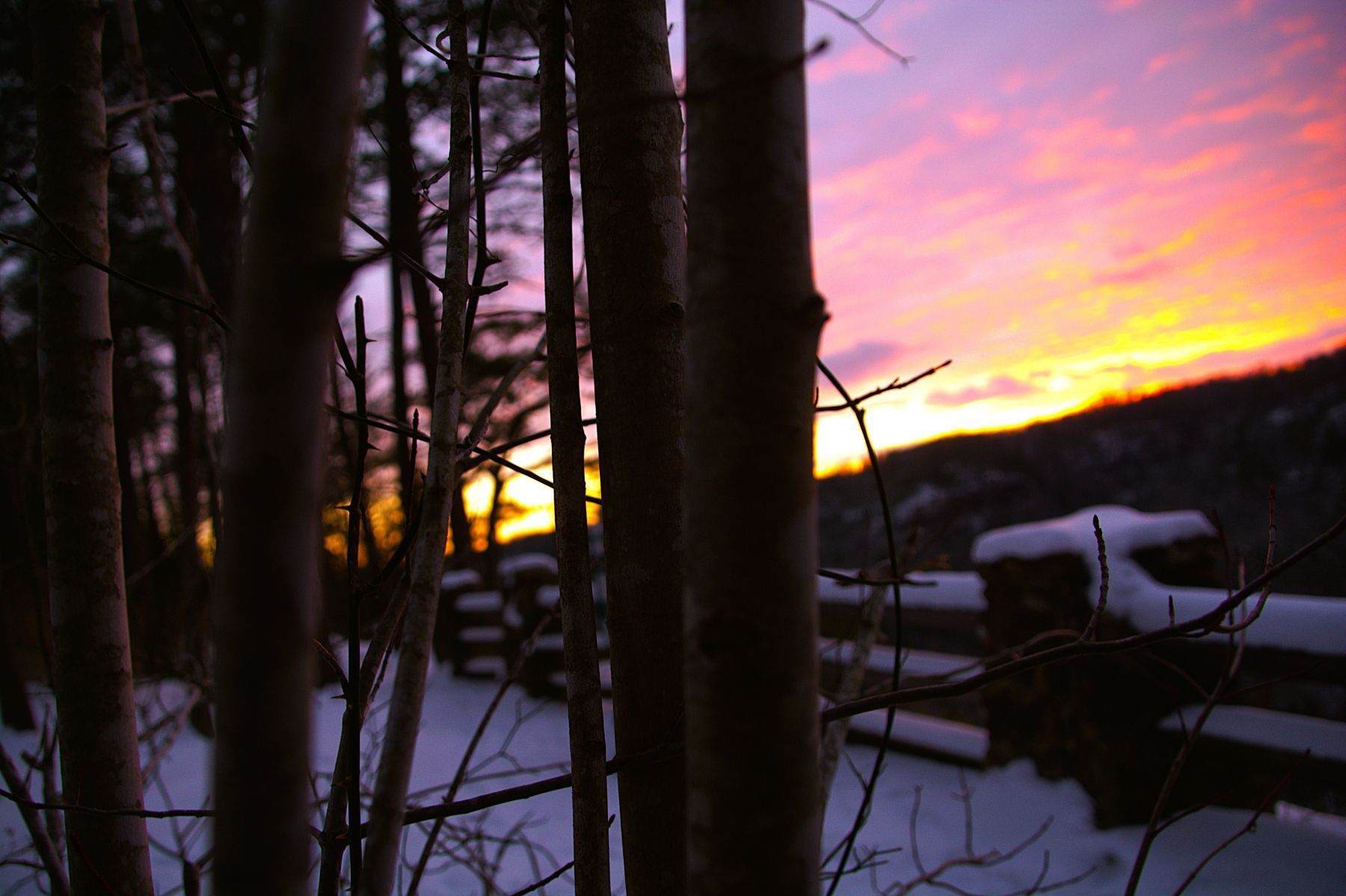 Sunset over snowy landscape, seen through silhouetted trees. Orange, purple, and yellow sky.