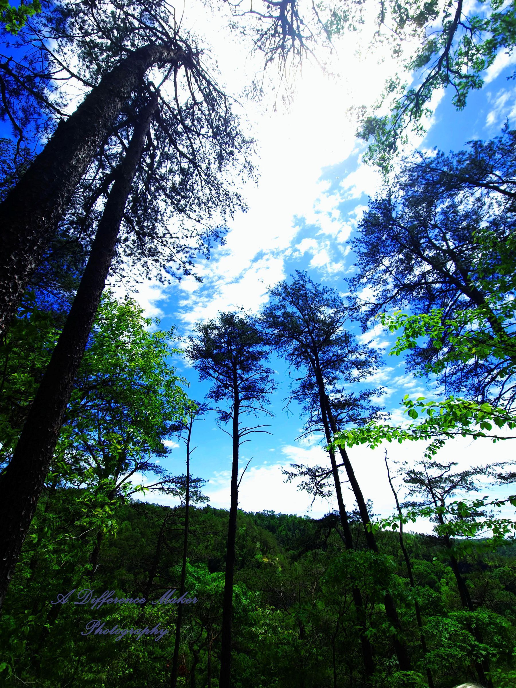 Tall trees reaching towards a bright blue sky with fluffy white clouds, seen from a forest floor.