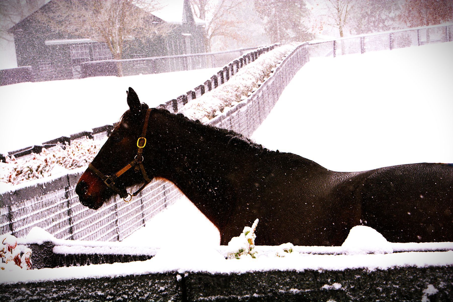 Brown horse in snowy paddock, head turned toward the viewer. Snowflakes fall.