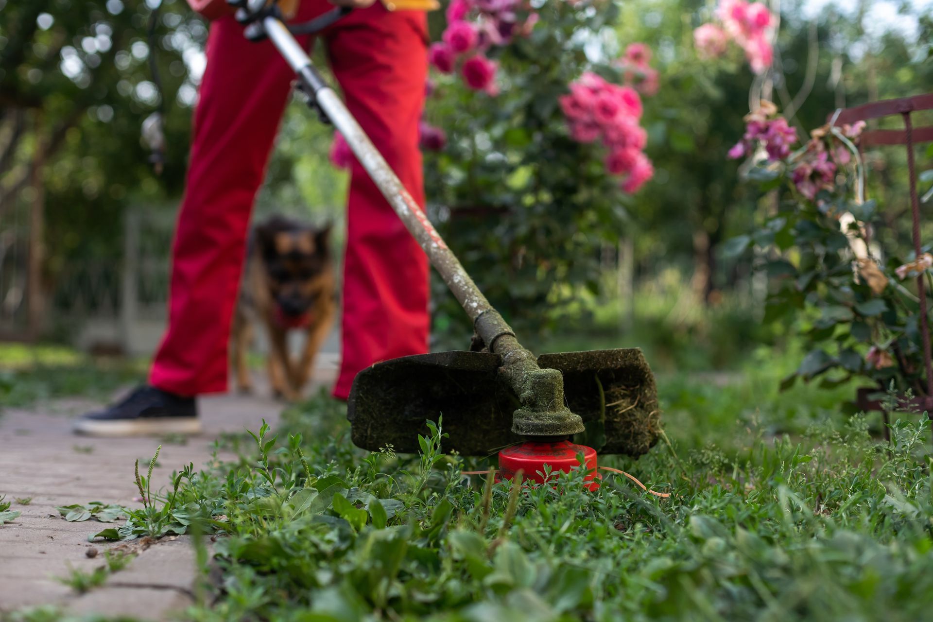 A person is using a lawn mower in a garden with a dog in the background.