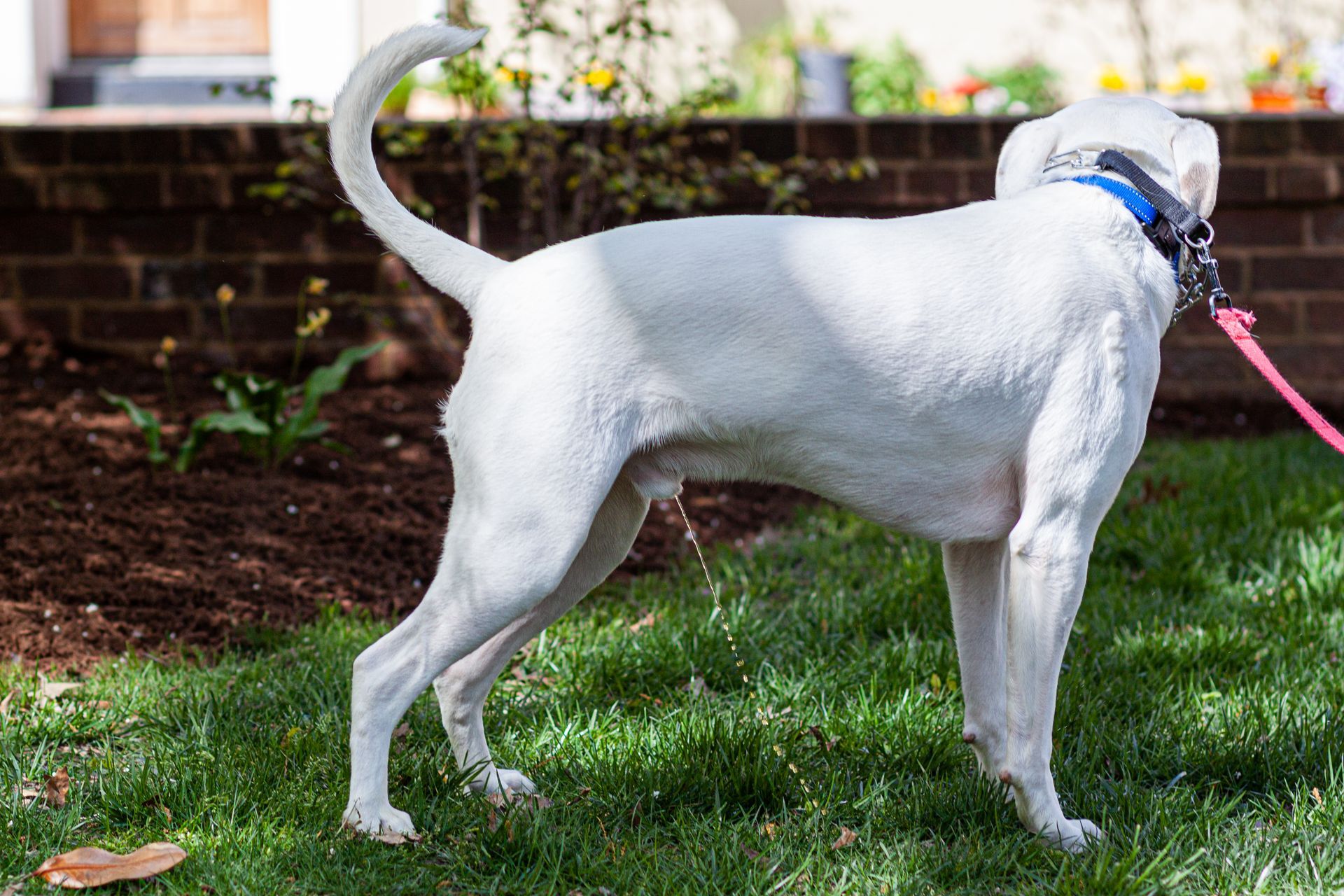 A white dog is standing in the grass on a leash.