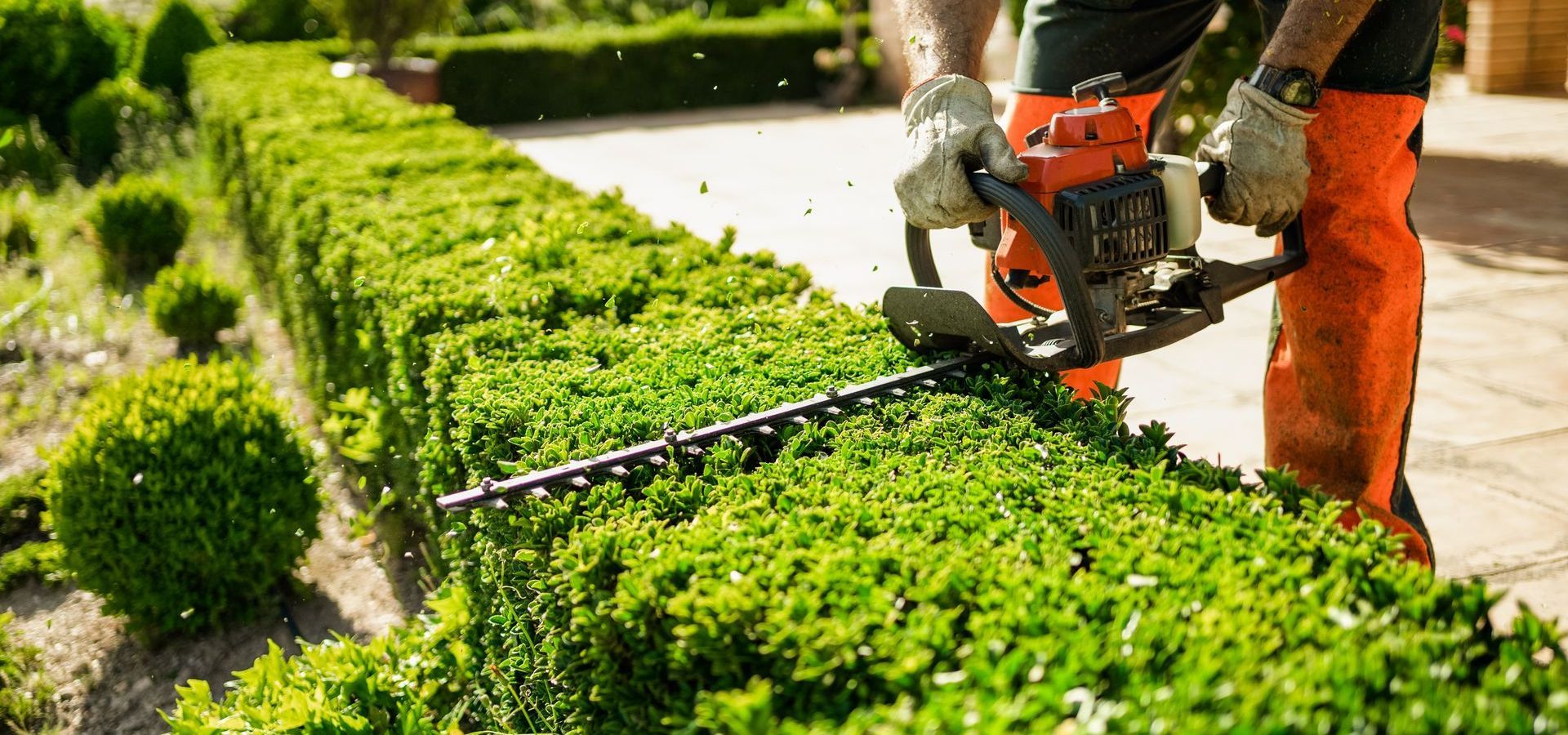 A man is cutting a hedge with a chainsaw.