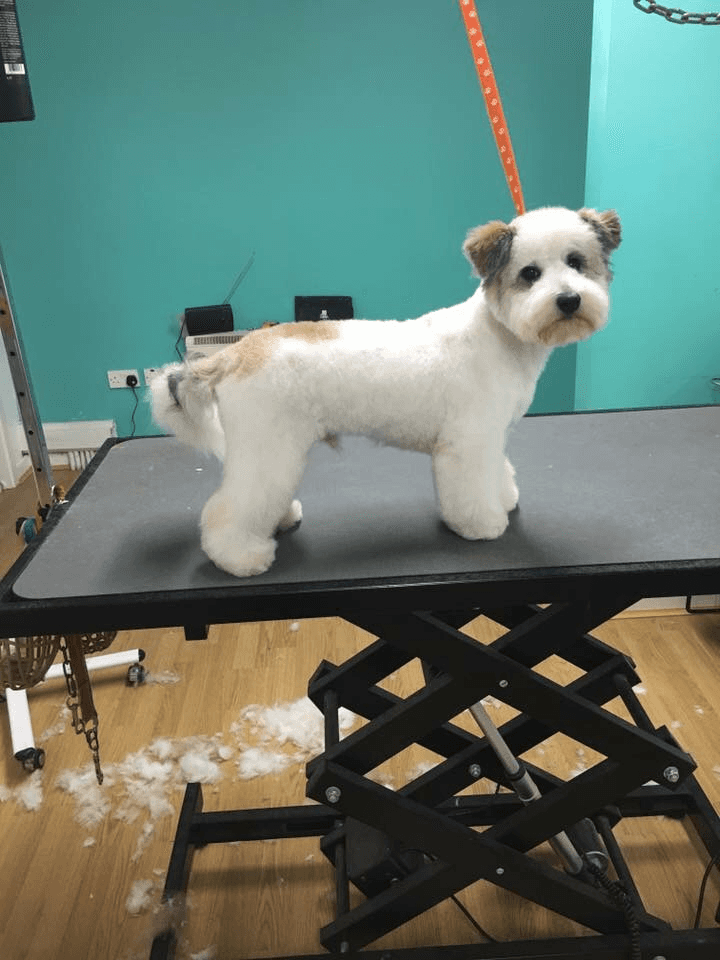 a pet standing on a table