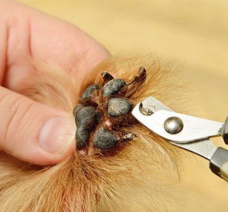 nail cutting for pets