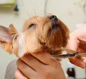 hair trimming for dog