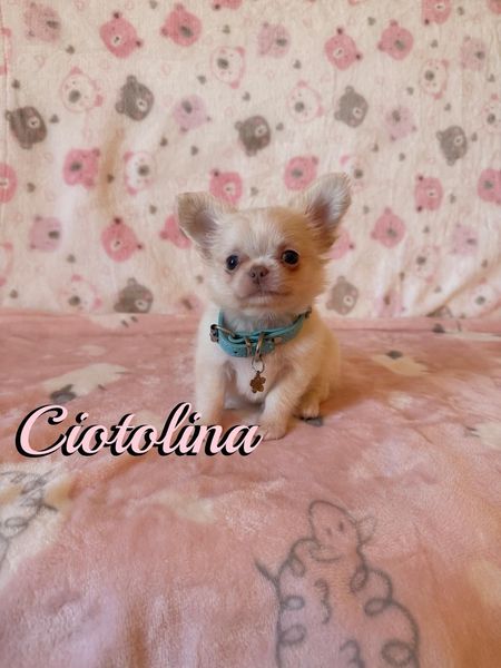 Un minuscolo cucciolo marrone seduto su un letto con un cuscino blu della NAPO e un orsacchiotto, etichettato 