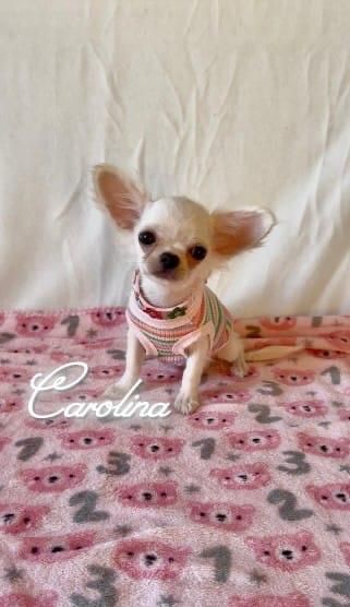 Un minuscolo cucciolo di Chihuahua color beige, con indosso una maglietta a quadri blu, è seduto su una mano sopra una coperta con stelle color pastello e la scritta 