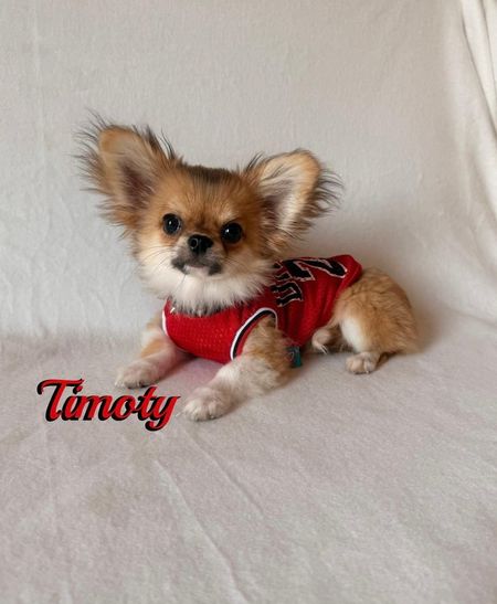 Un minuscolo cucciolo di Chihuahua viene tenuto in braccio su una coperta beige a pois, con un orsacchiotto di peluche nelle vicinanze.