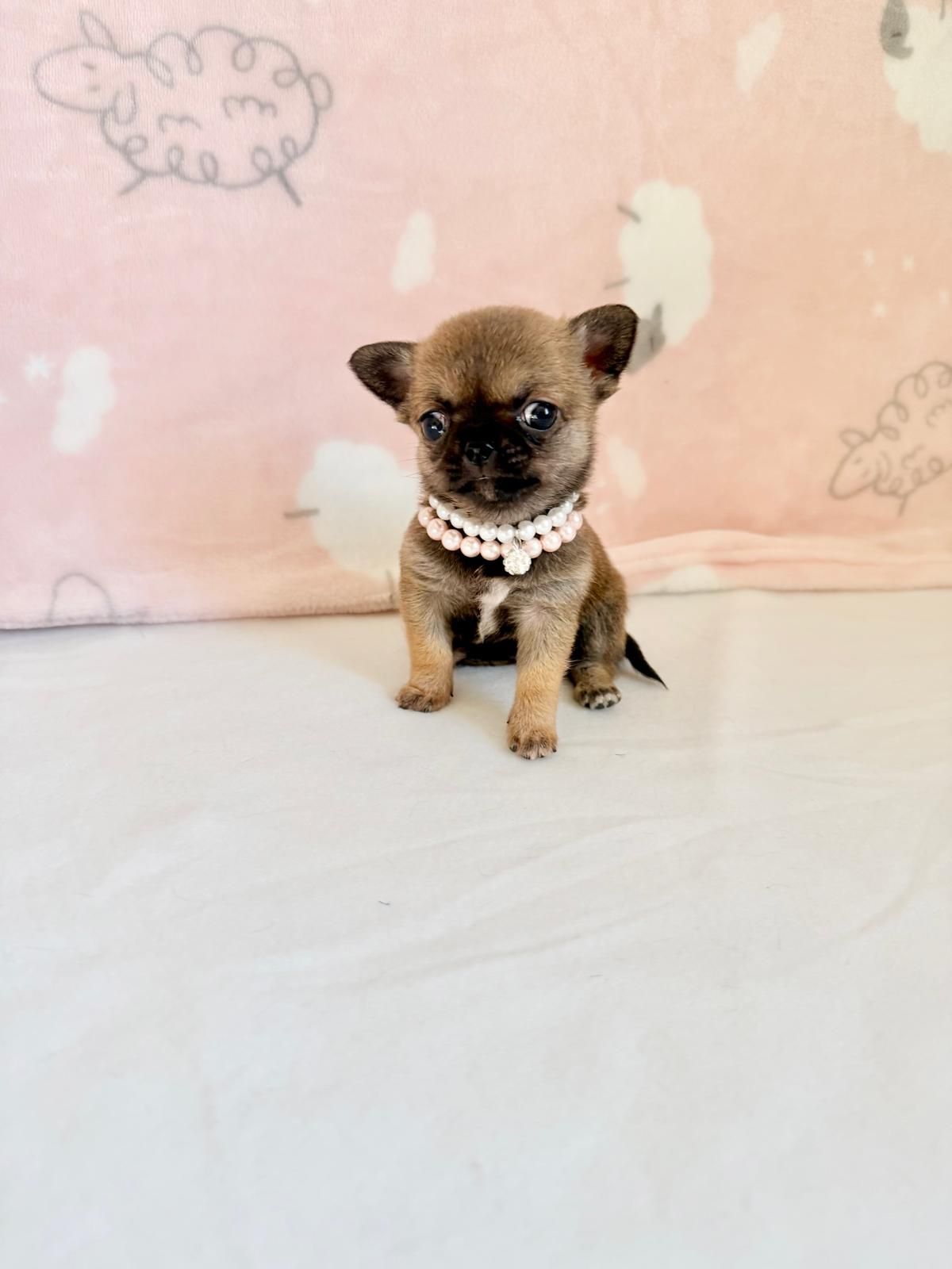 Un minuscolo cucciolo di Chihuahua marrone, con una collana di perle al collo, è seduto su una coperta bianca su uno sfondo rosa.