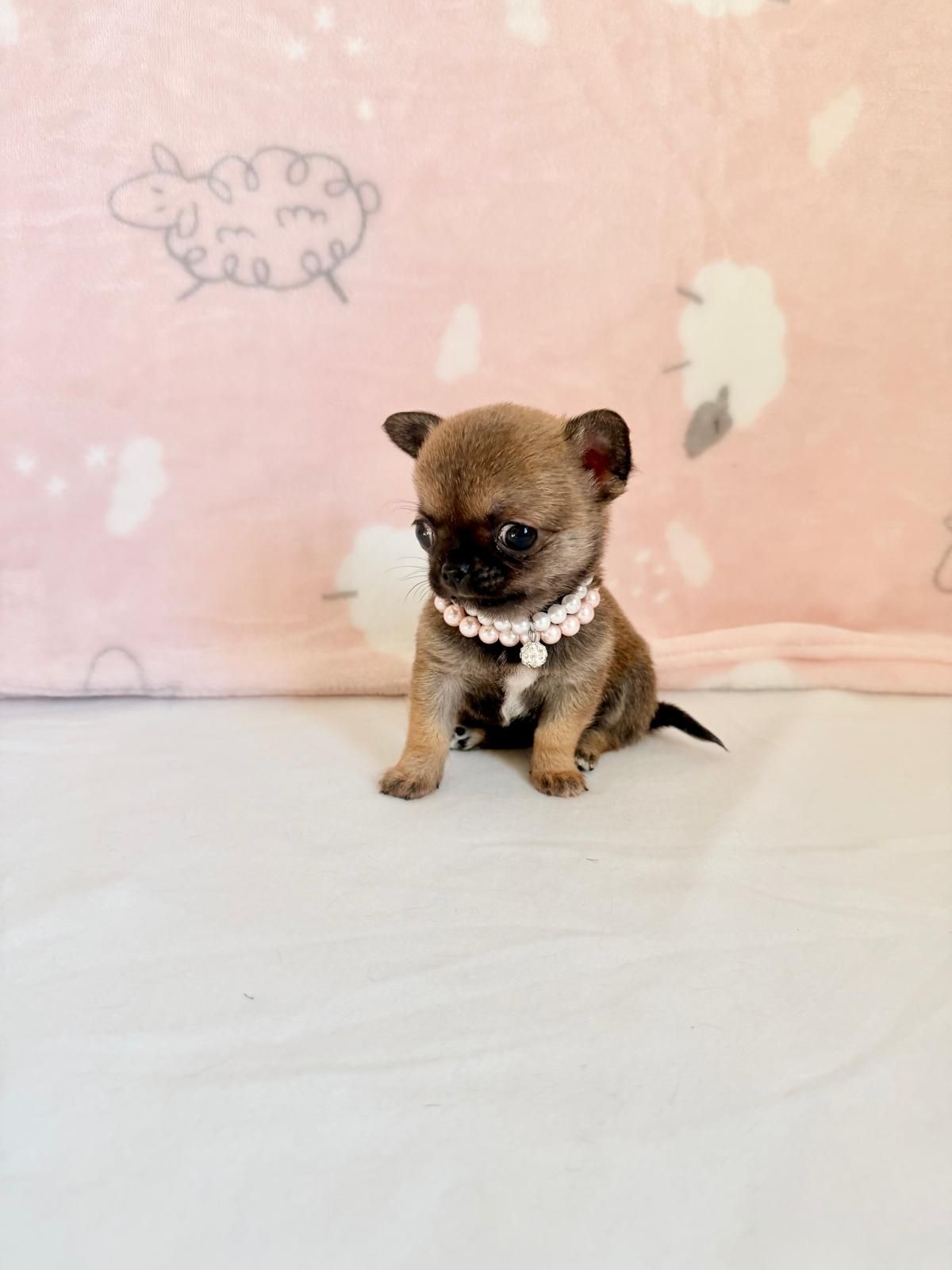 Un minuscolo cucciolo marrone seduto su un letto bianco contro una parete rosa con scarabocchi