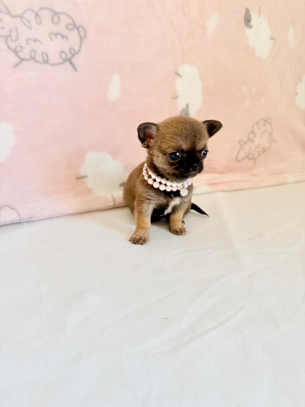 Un minuscolo cucciolo di Chihuahua marrone con un collare di perle è seduto su un letto bianco contro una parete rosa.
