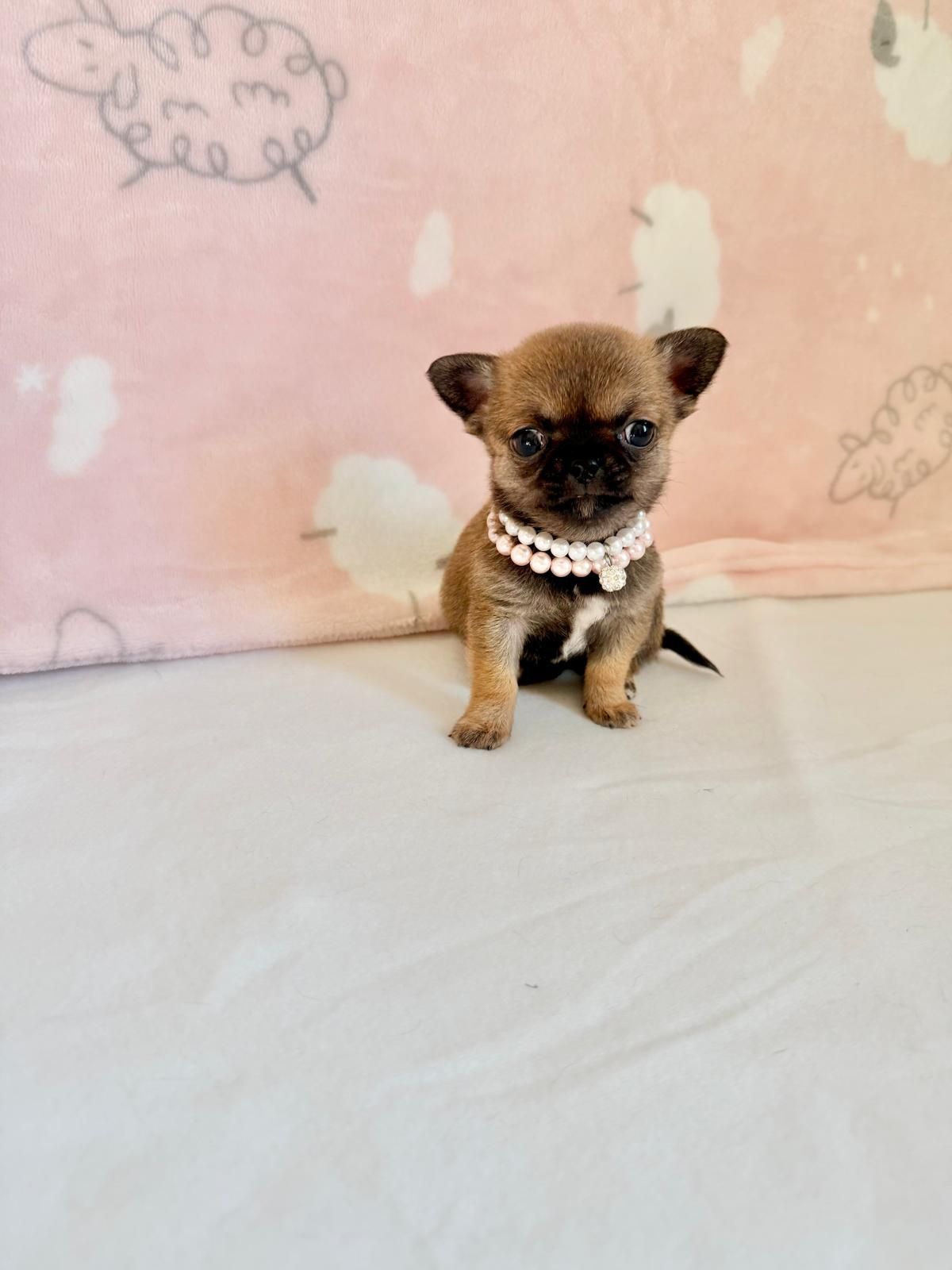 Un minuscolo cucciolo marrone con un collare di perle è seduto su una superficie bianca su uno sfondo rosa.