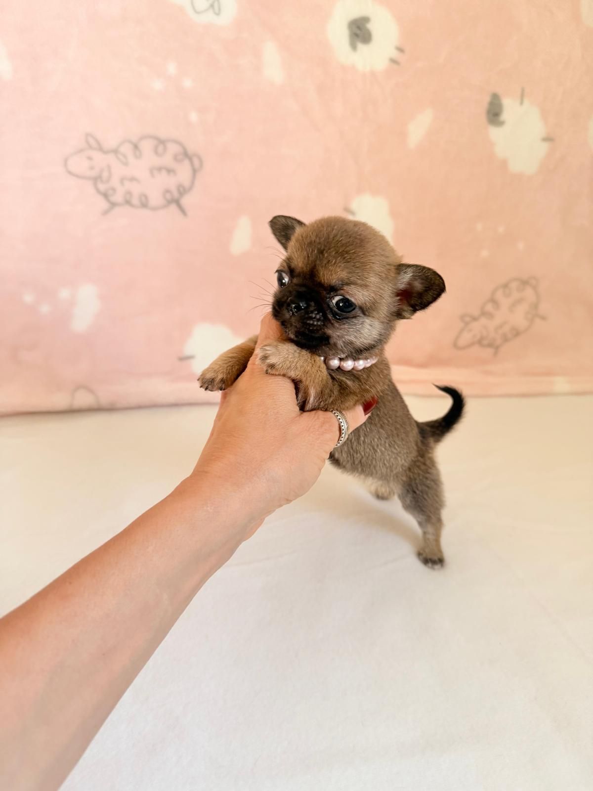 Un minuscolo cucciolo marrone viene tenuto in braccio da una mano, su uno sfondo rosa a motivi geometrici.