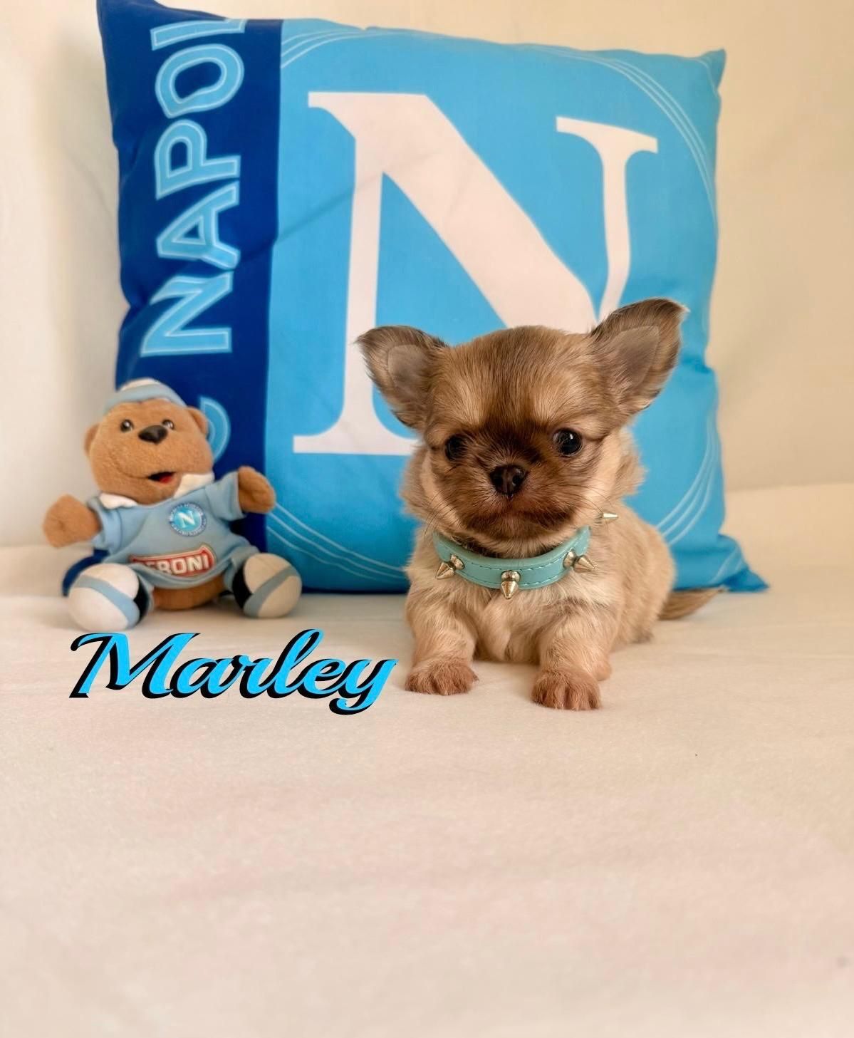 Un minuscolo cucciolo marrone seduto su un letto con un cuscino blu della NAPO e un orsacchiotto, etichettato 