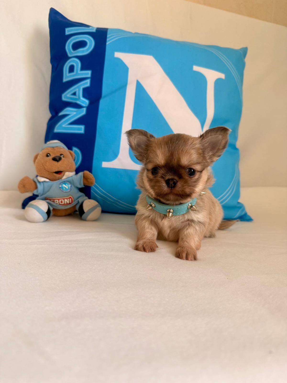 Un minuscolo cucciolo marrone seduto su un letto con un cuscino blu NAPO e un orsacchiotto di peluche.