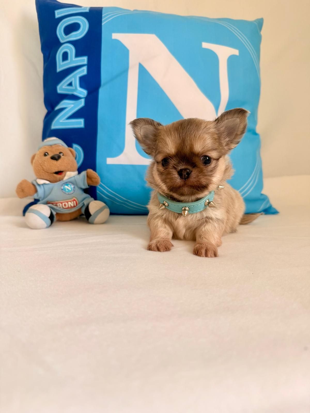Un minuscolo cucciolo di Chihuahua color crema con un fiocco blu, seduto accanto a un cuscino blu NAPOLO e a un peluche.