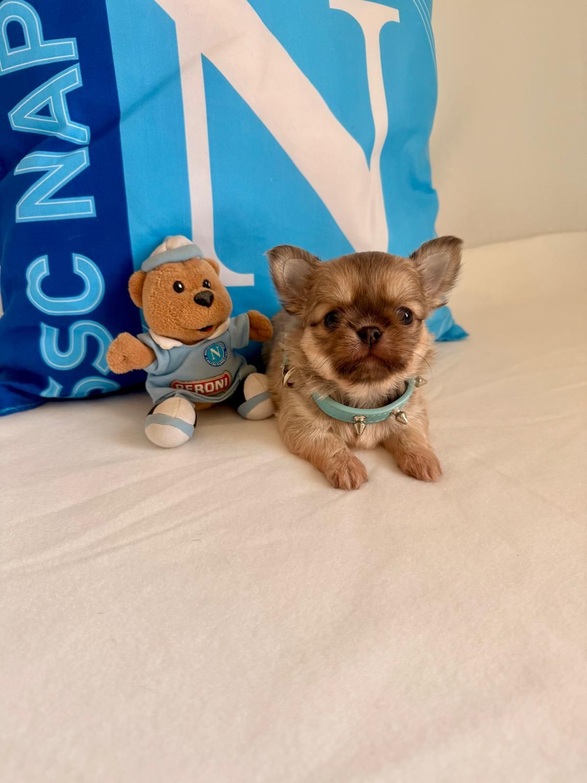 Due minuscoli cuccioli su un letto bianco, uno con un vestitino blu, accanto a un peluche e una borsa blu.