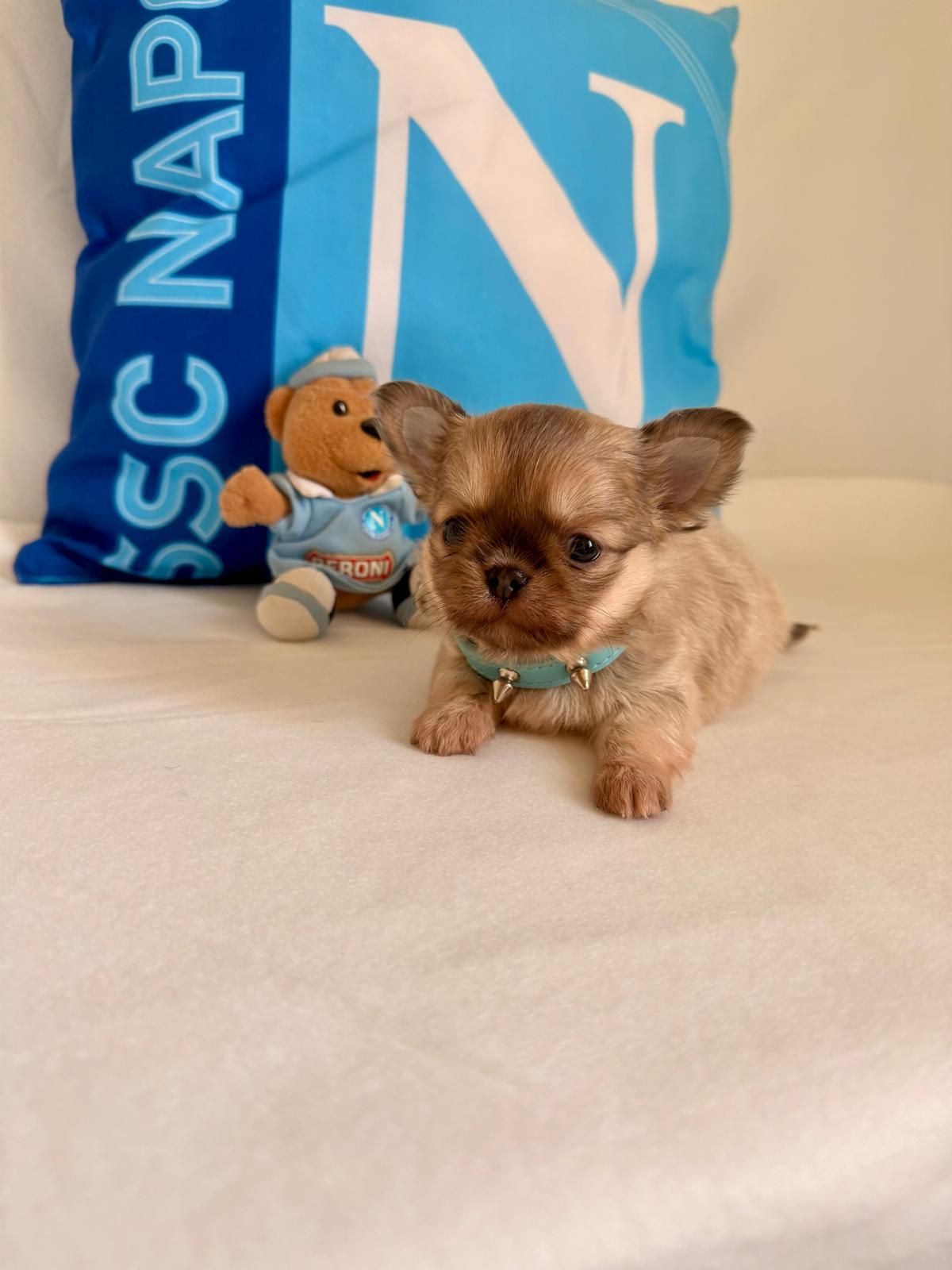 Un minuscolo cucciolo color beige con un collare a fiocco blu su una superficie bianca, con un cuscino blu e un peluche alle sue spalle.