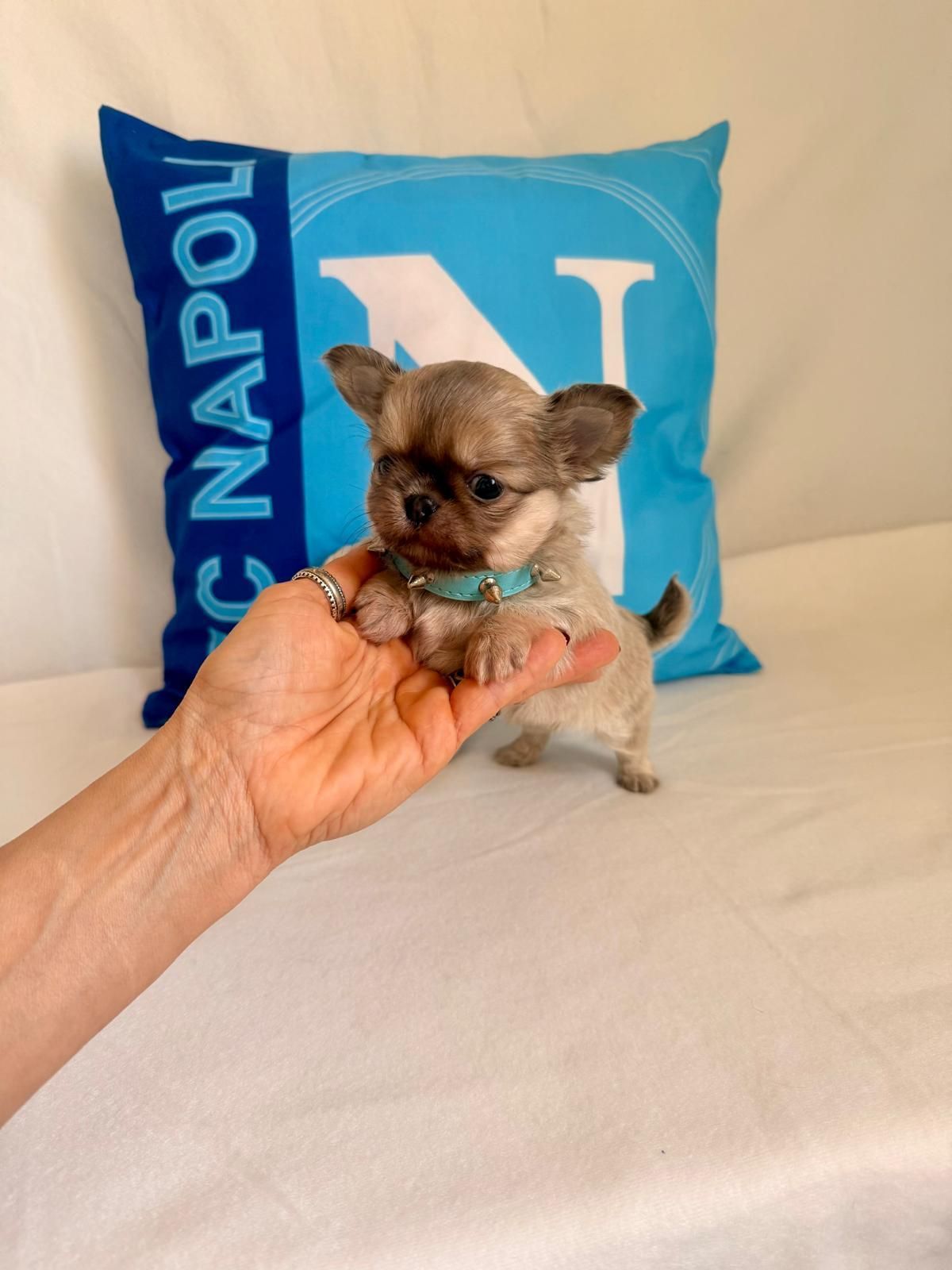 Un minuscolo cucciolo di Chihuahua tenuto in una mano su un divano color crema, con un cuscino blu di Napoli alle sue spalle.