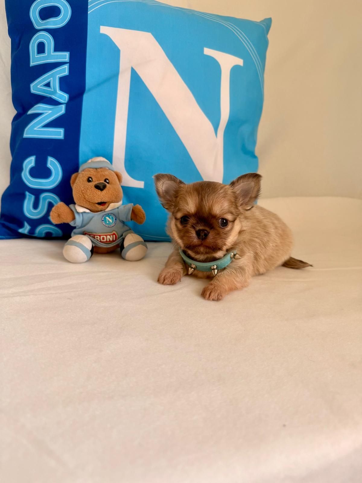 Un cagnolino marrone su un letto accanto a un orsacchiotto, con cuscini blu della NAPCO sullo sfondo.