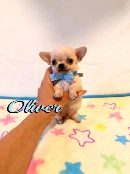 Un minuscolo cucciolo di Chihuahua color beige, con indosso una maglietta a quadri blu, è seduto su una mano sopra una coperta con stelle color pastello e la scritta 
