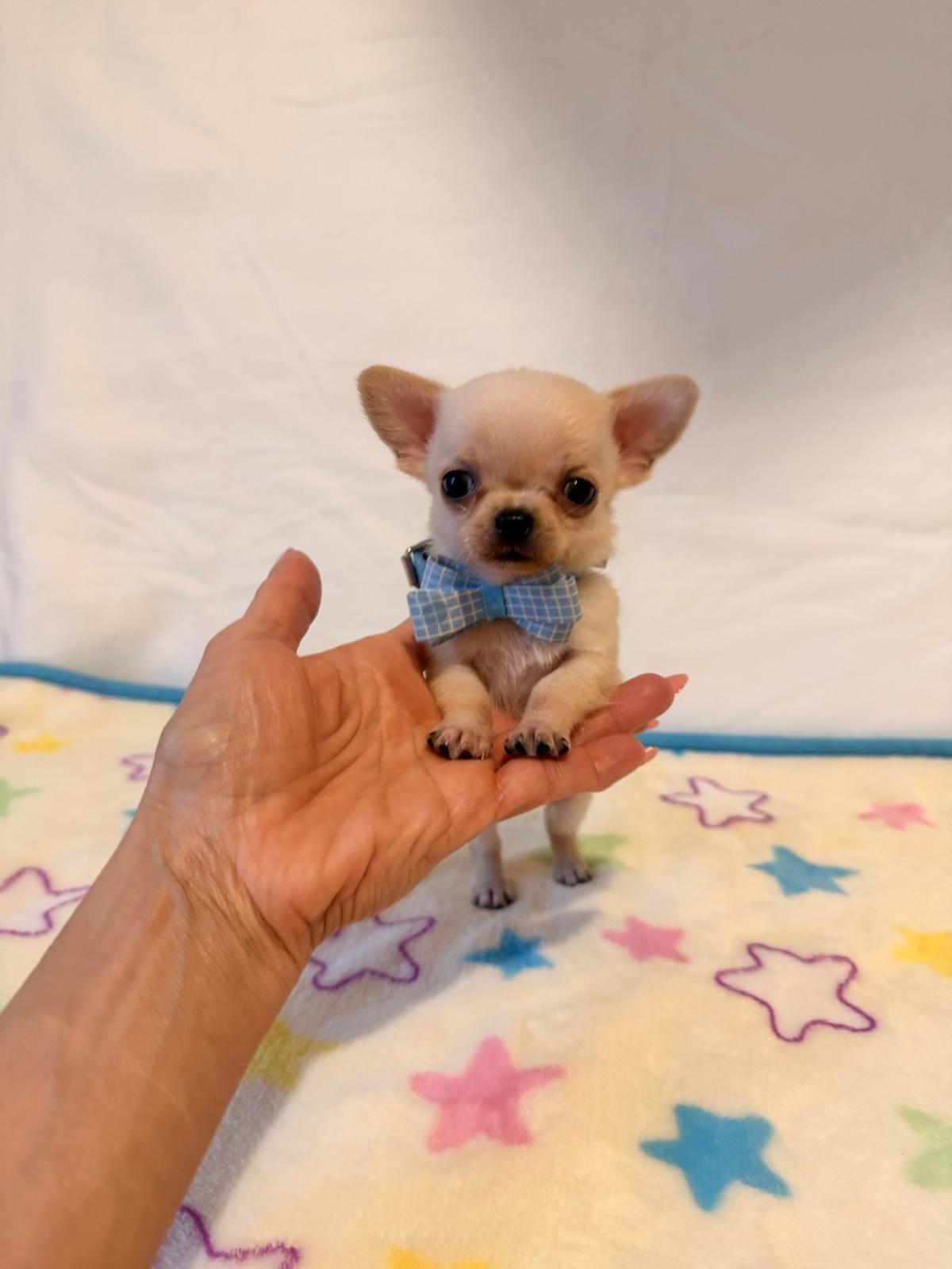 Un minuscolo cucciolo di Chihuahua color beige con un papillon blu, tenuto in posizione verticale da una mano su una coperta a stelle.