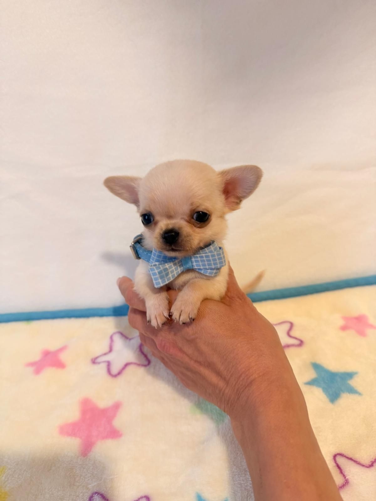 Un minuscolo cucciolo color crema con un papillon blu, tenuto in una mano su una coperta con motivo a stelle color pastello.