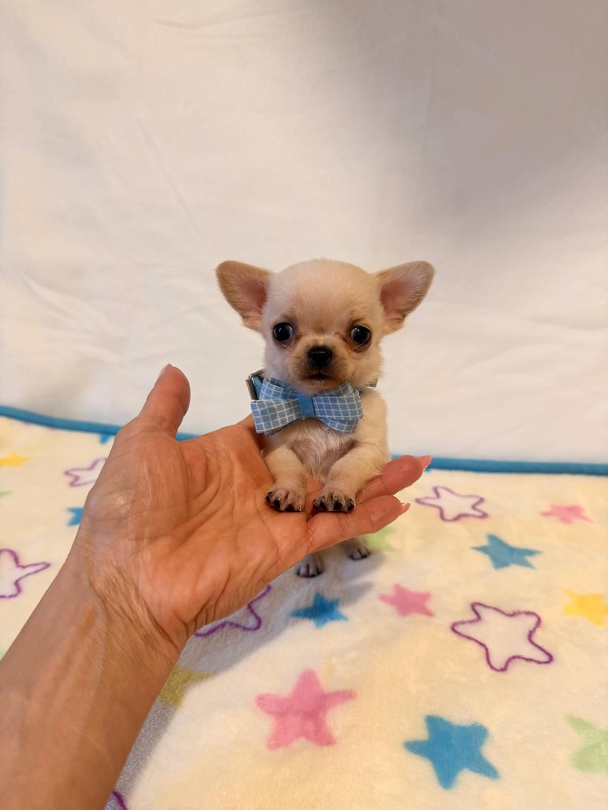 Un minuscolo chihuahua con un papillon blu, seduto in una mano su una coperta con motivo a stelle color pastello.