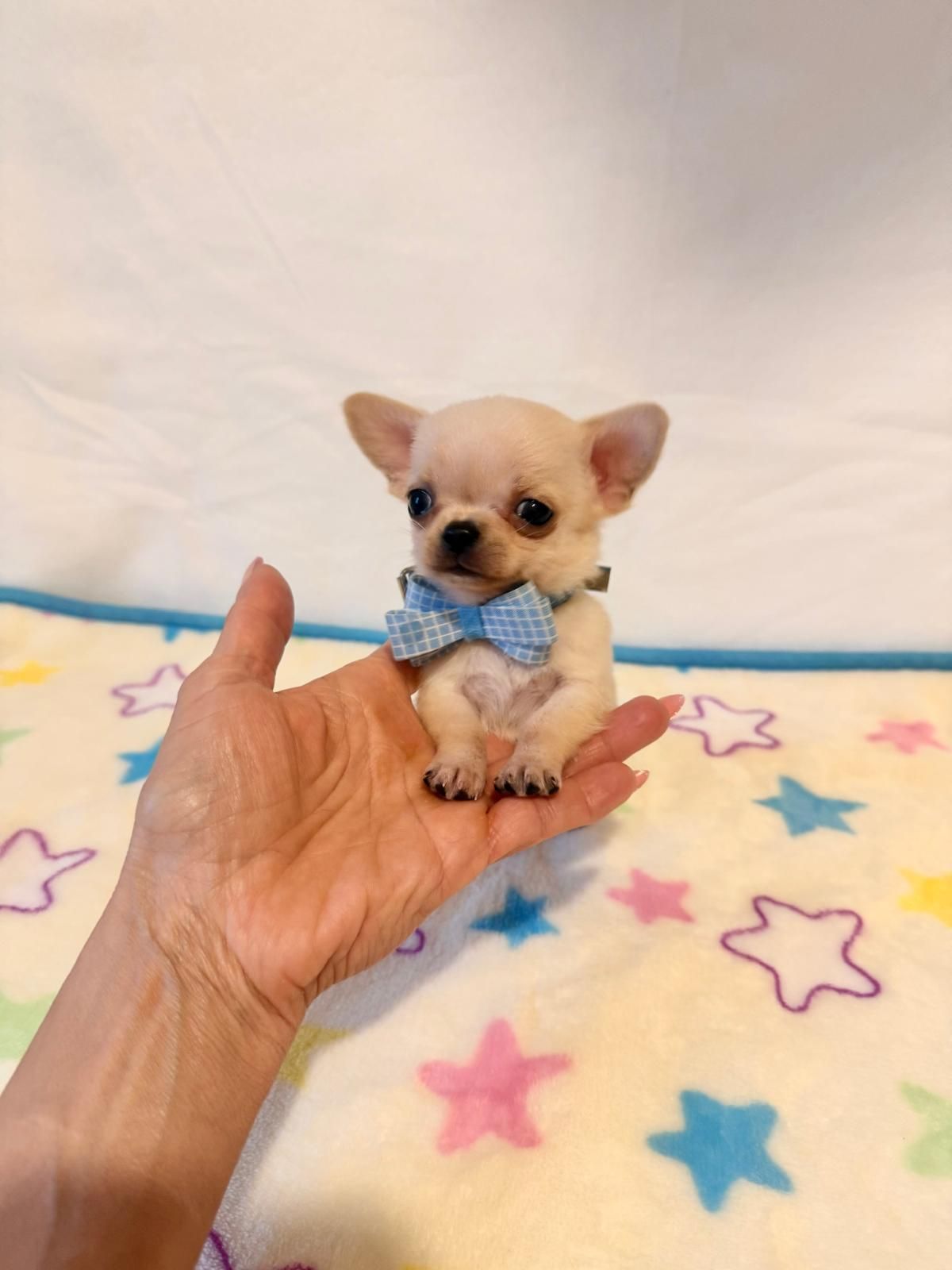 Un minuscolo cucciolo di Chihuahua con un papillon blu è seduto in una mano su una coperta a stelle.
