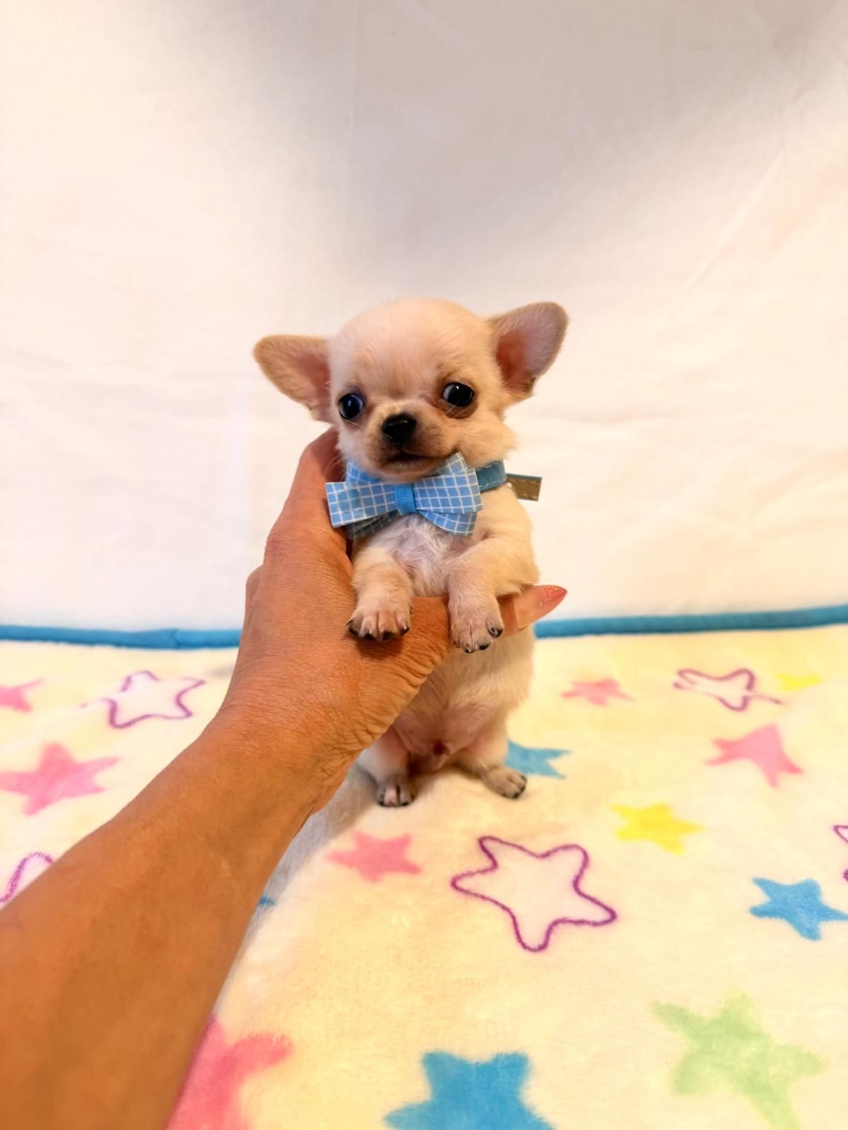 Un minuscolo cucciolo di Chihuahua con un papillon blu viene sollevato sopra una coperta colorata con motivo a stelle.