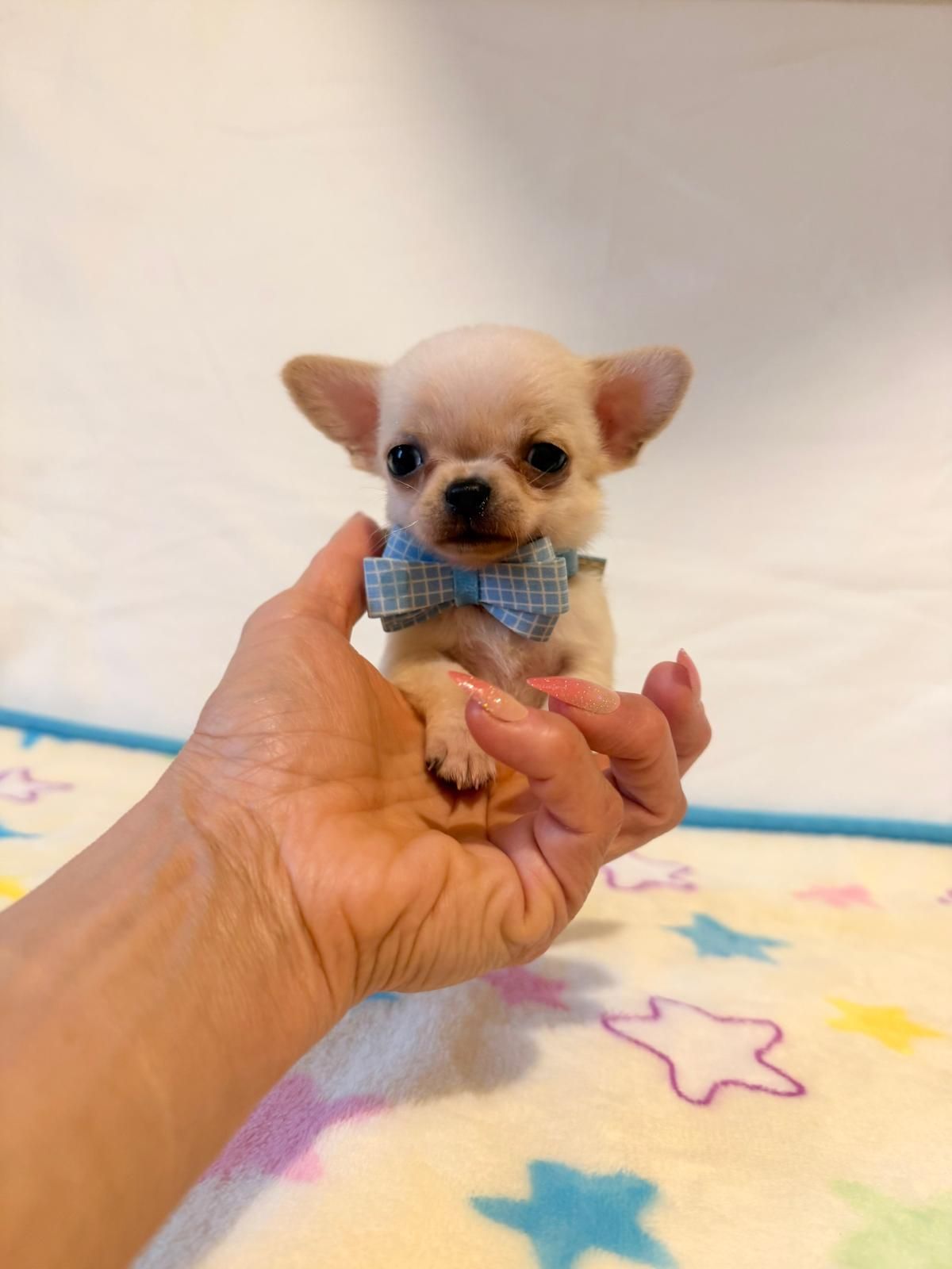 Un minuscolo cucciolo color beige con un papillon blu, tenuto in una mano, sullo sfondo di una morbida coperta dai toni pastello.
