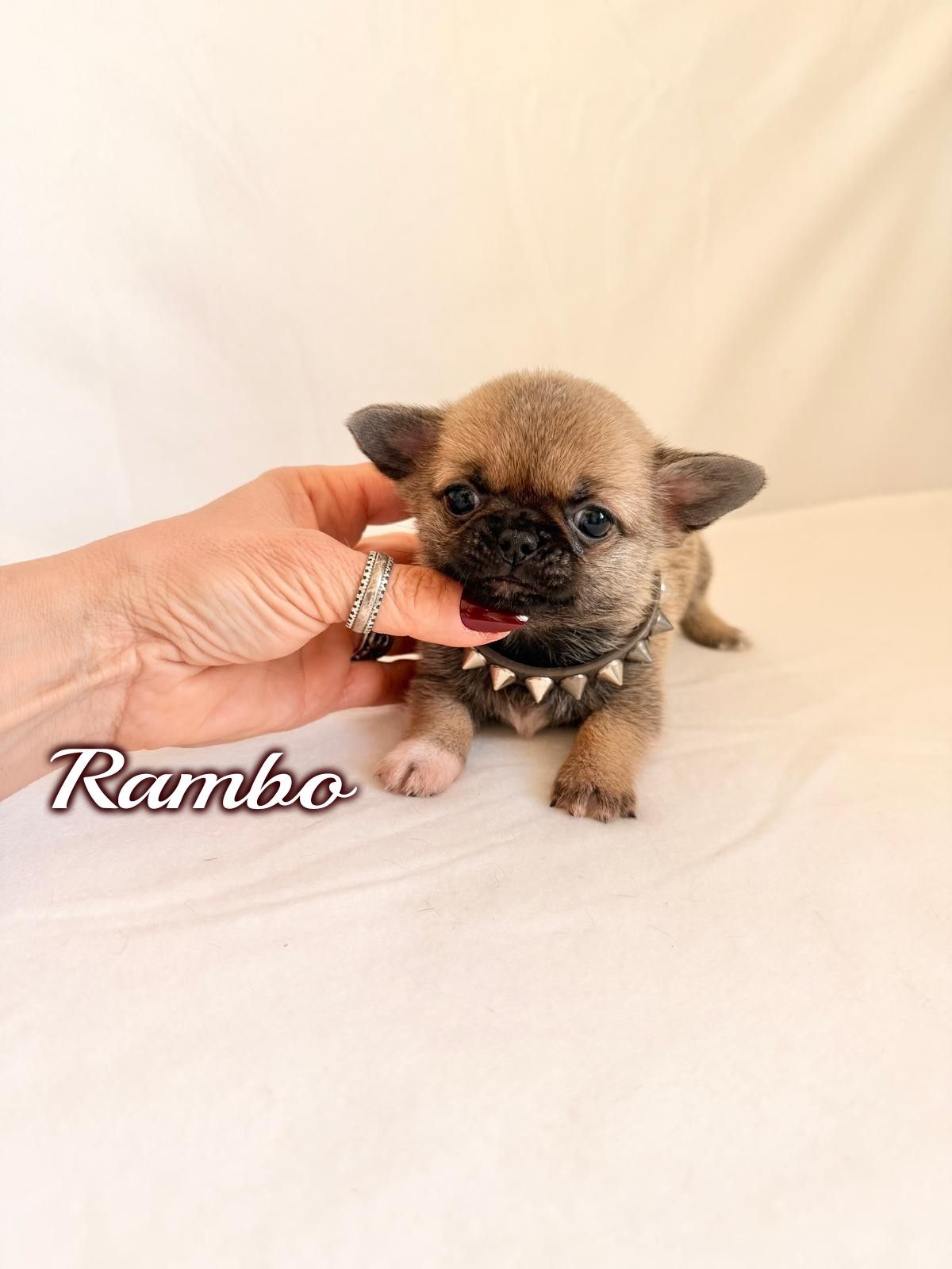 Un minuscolo cucciolo color beige, tenuto in mano, con un collare nero e un fiocco rosa, su sfondo bianco.