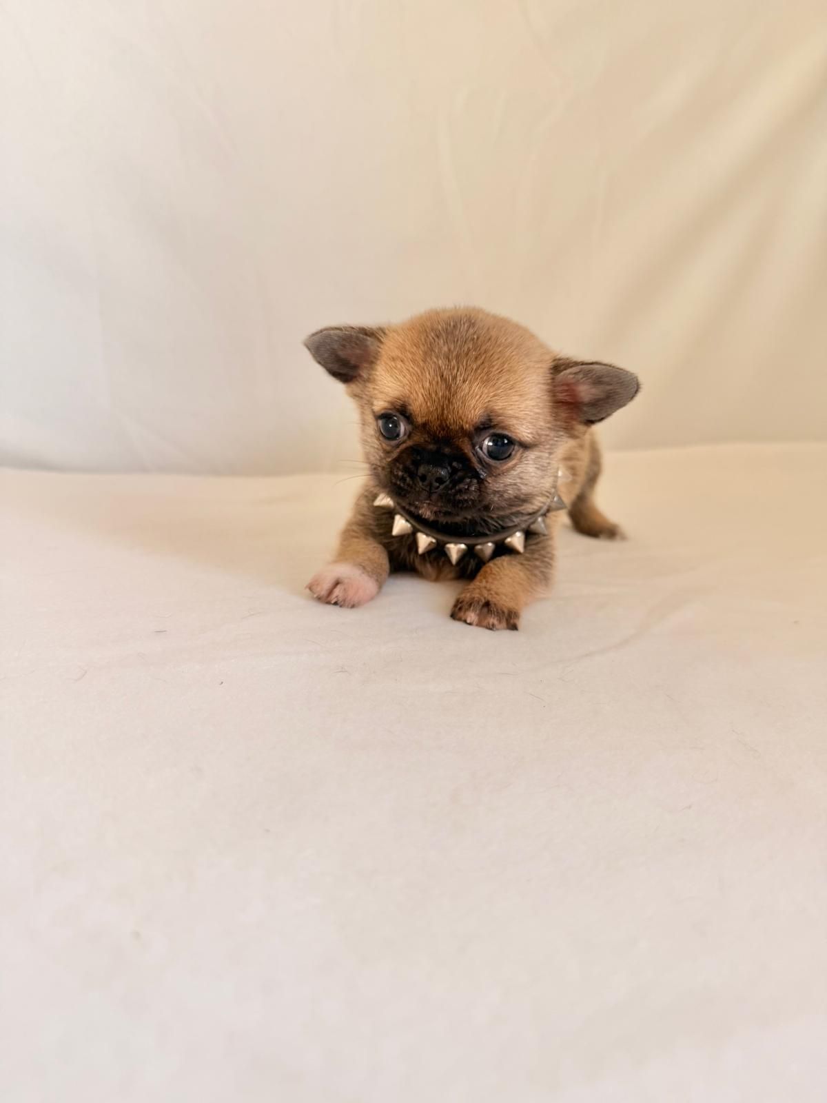 Un minuscolo cucciolo color beige con un collare borchiato è sdraiato su una coperta bianca, rivolto in avanti.